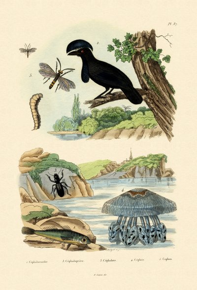 Fliegender Knurrhahn von French School